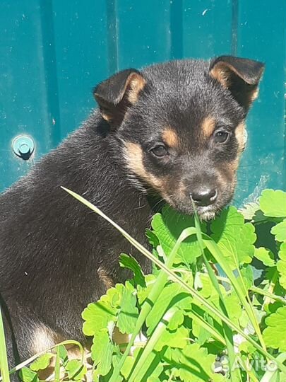 Щенки ищут дом