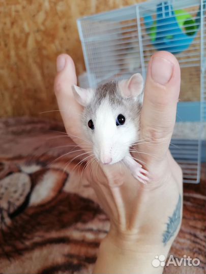 Крыса домашняя с клеткой