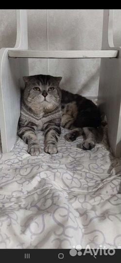 Шотландская