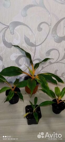 Разные комнатные