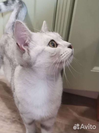 Кошка красавица, 9 месяцев