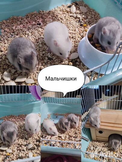 Сирийский хомяк