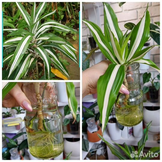 Драцены сортовые