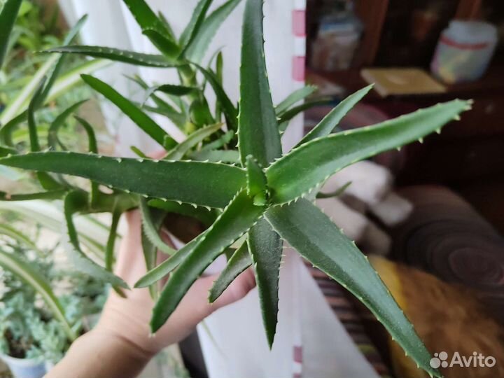 Комнатные цветы