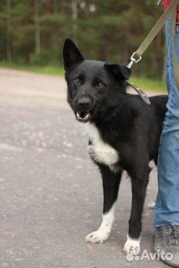 Собака Синди