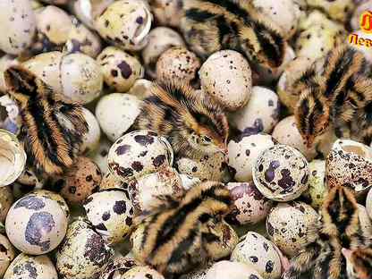 Инкубационное яйцо перепелов в наличии, Зеленогорск