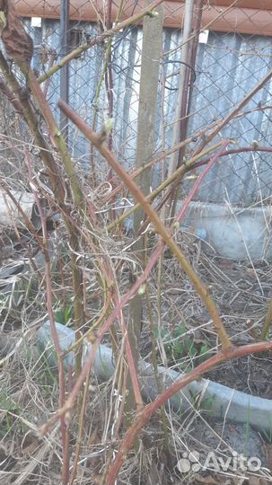 Саженцы ежевики