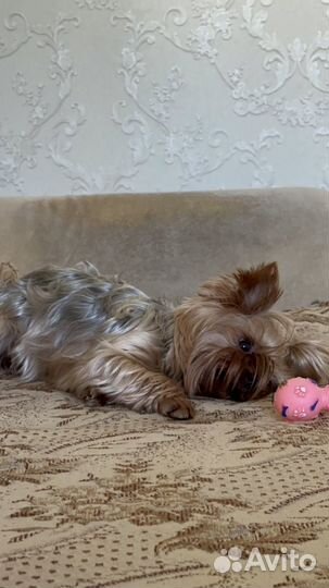 Выгул собак и передержка