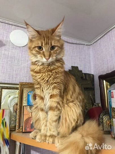 Котята мейн-кун рыжие