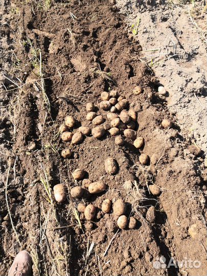 Продам картофель с доставкой