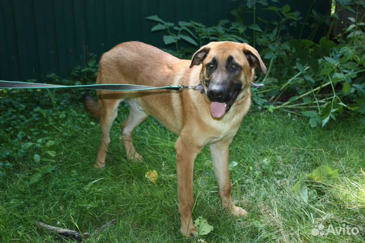 Симпатичный метис Федя 11 мес