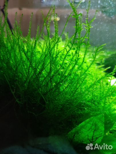 Растения для аквариума (мха пока нет)