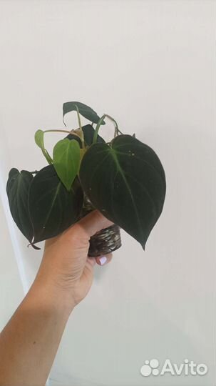Филодендрон миканс
