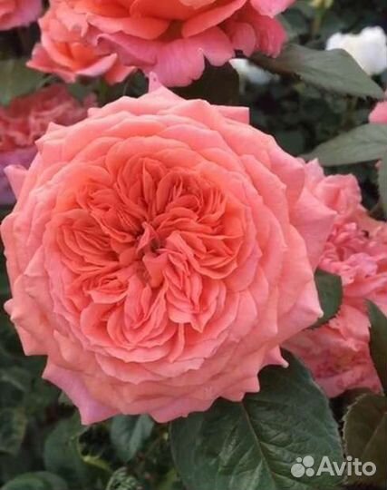 Роза Амур де Молен