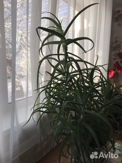 Алоэ столетник