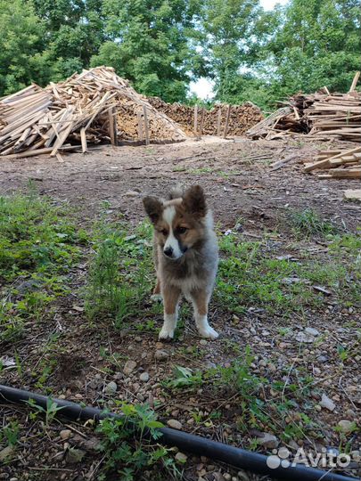Щенок в добрые руки