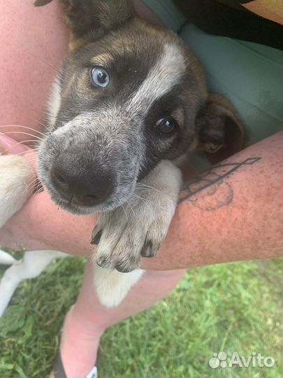 Щенок в добрые руки Хаски метис