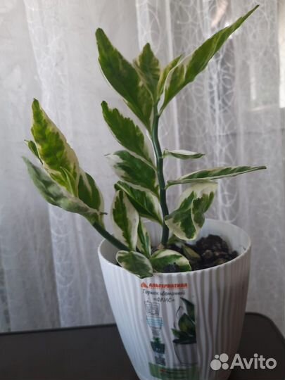 Педилантус