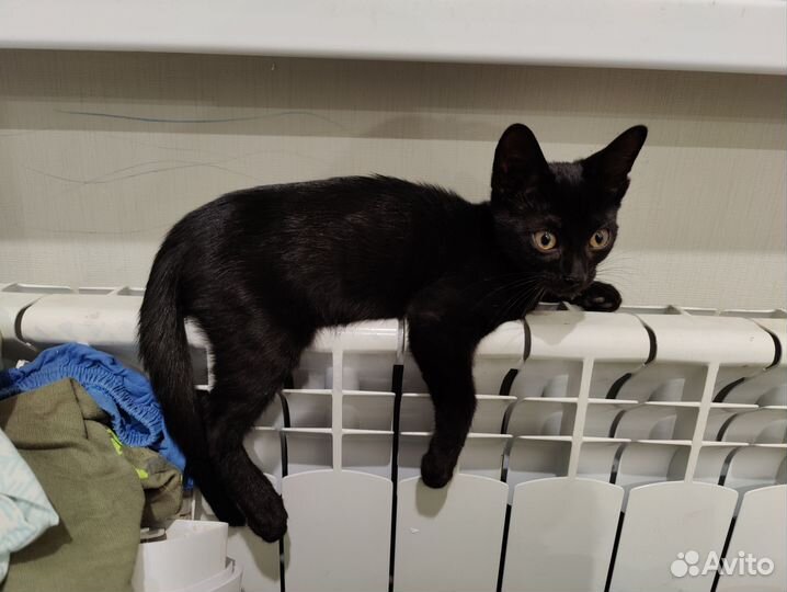Котики бесплатно