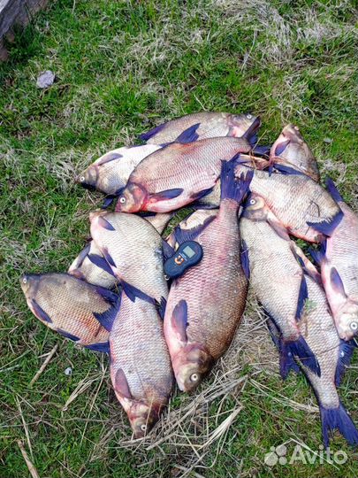Свежая рыба лещ