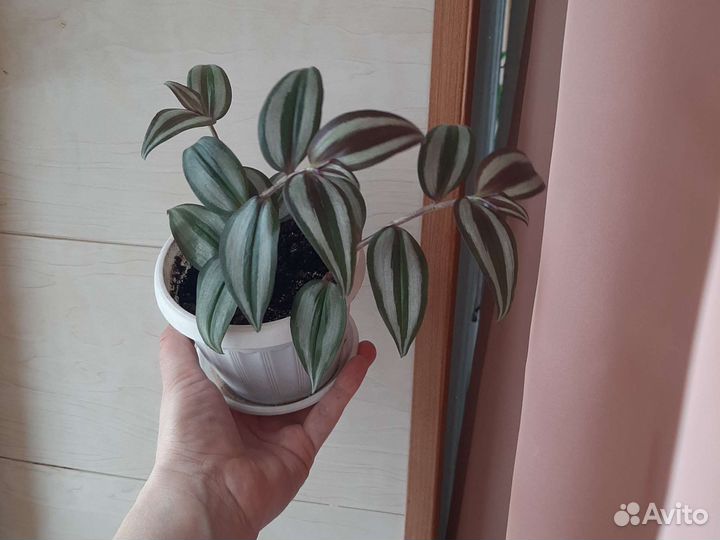 Традесканция