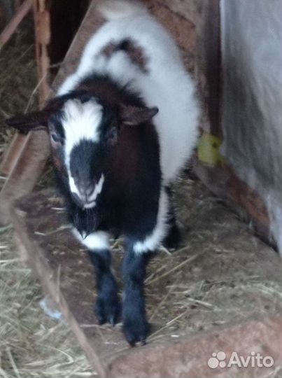 Камерунские козлики,и козочки