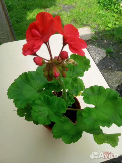 Цветы коматные