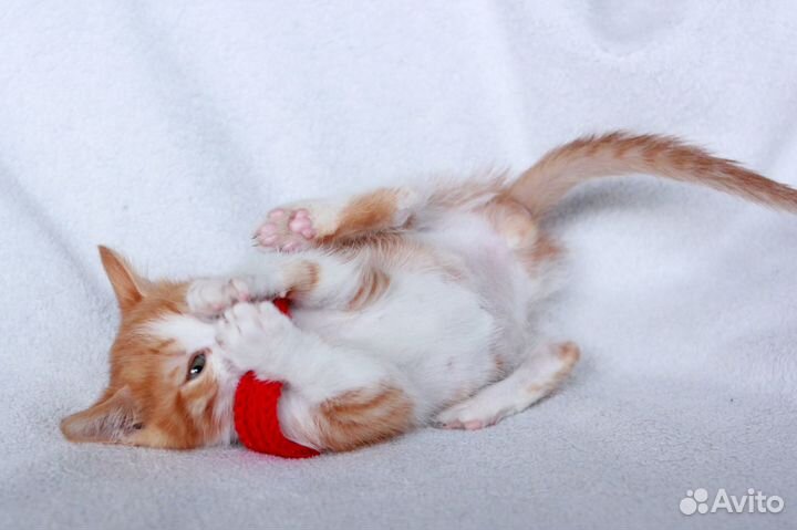 Котенок в добрые руки