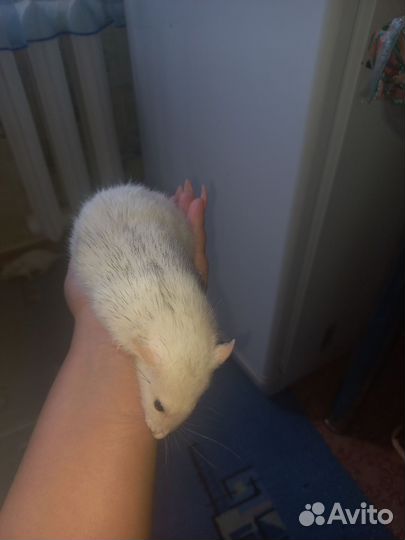 Крысы, хаски