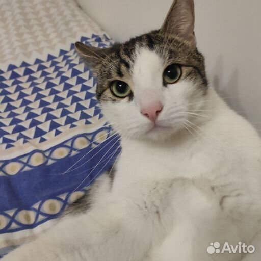 Стикеры для телеграма