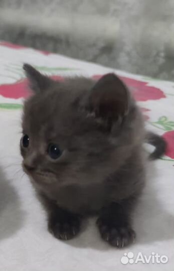 Котёнок 1,5 мес, к лотку приучена