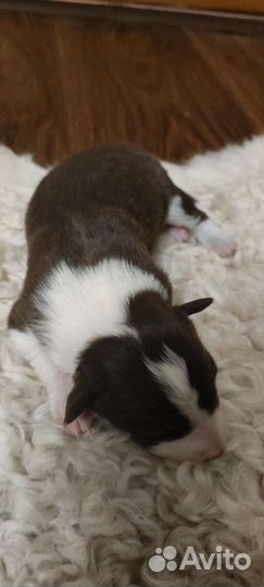 Щенки бордер колли