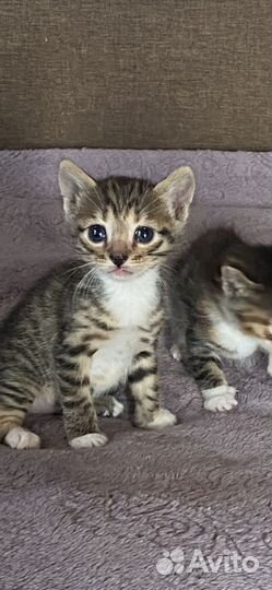 Бенгальская кошка