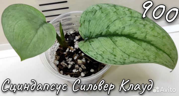 Сциндапсусы и Эпипремнумы