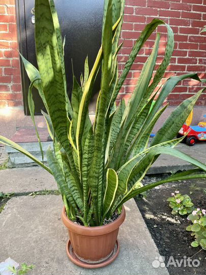 Сансевиерия лауренти комнатная