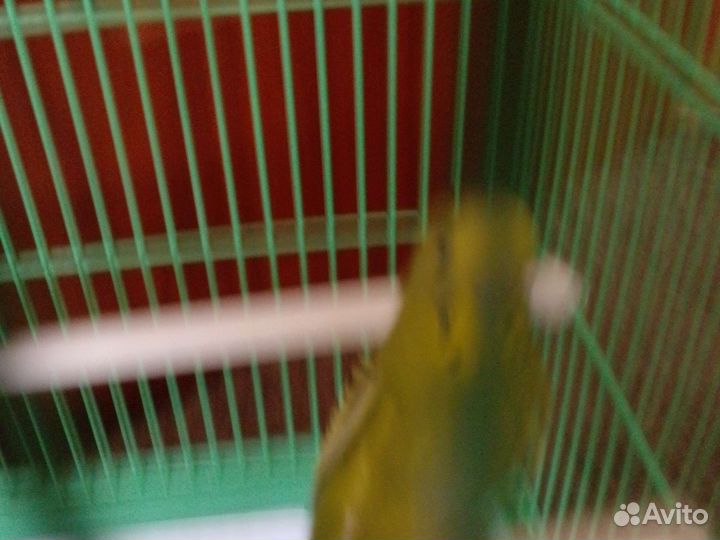 Волнистый попугай