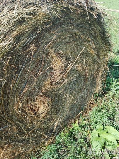 Сено разнотравье в тюках