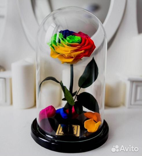Роза в колбе. Живая