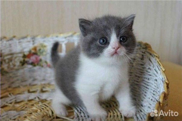 Британский котенок