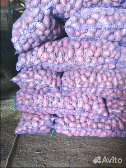 Продам картофель оптом
