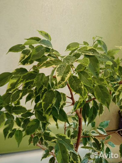 Фикус бенджамина пестролистный