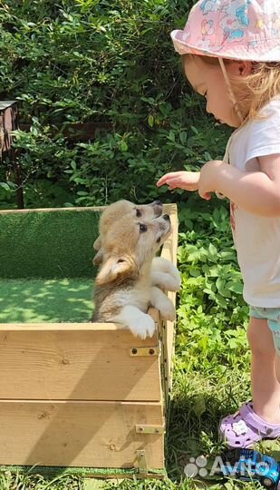 Вельш-корги пемброк