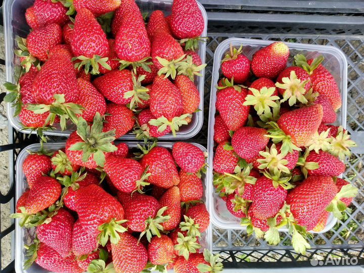 Клубника до самых морозов Рассаду на Весну