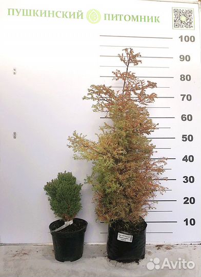 Туя набор 13