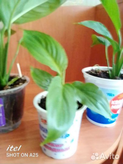 Спатифиллум