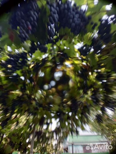 Виноград.Молдова на вино