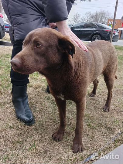 Ласковый и добрый кобель во двор