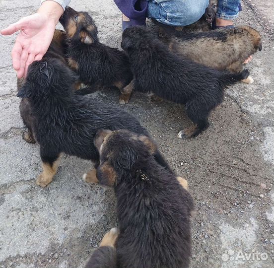 Отдам бесплатно щенки