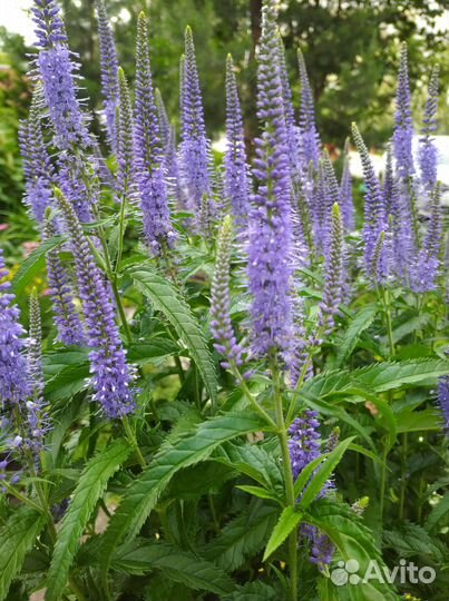 Многолетние цветы