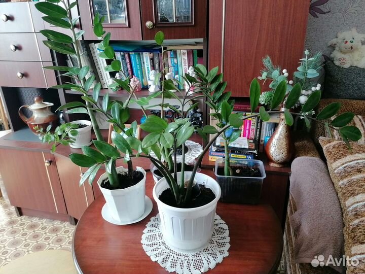 Долларовое дерево